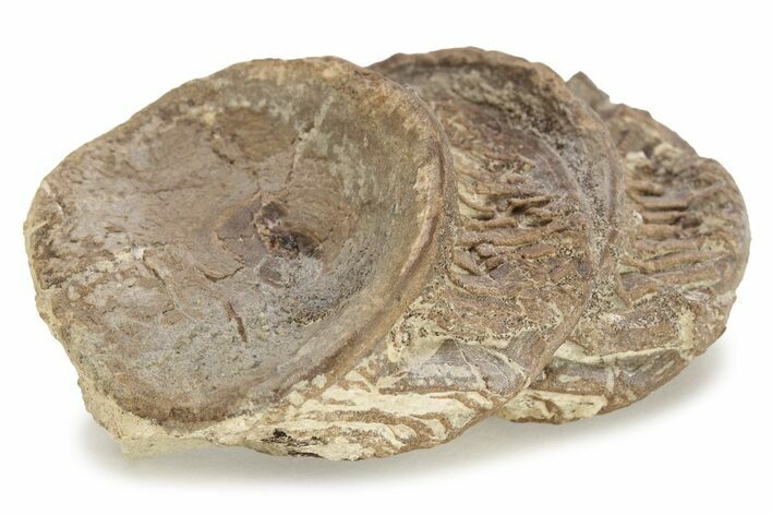 Fossil Xiphactinus (Cretaceous Fish) Vertebrae - Kansas #228316